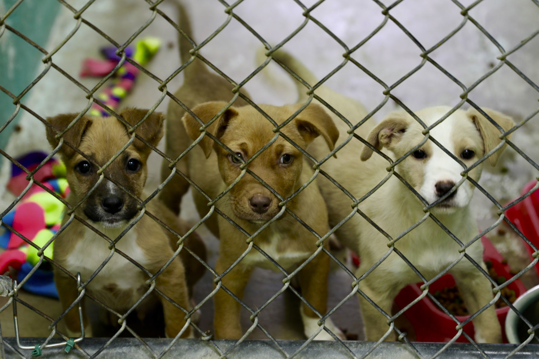 Orangeburg County Animal Shelter
